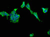 Immunofluorescence staining of 293 cells with CSB-PA896928LA01HU at 1:66, counter-stained with DAPI. The cells were fixed in 4% formaldehyde, permeabilized using 0.2% Triton X-100 and blocked in 10% normal Goat Serum. The cells were then incubated with the antibody overnight at 4°C. The secondary antibody was Alexa Fluor 488-congugated AffiniPure Goat Anti-Rabbit IgG (H+L) .