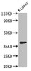 Western Blot<br />
 Positive WB detected in: Rat kidney tissue<br />
 All lanes: LIMS1 antibody at 2.7µg/ml<br />
 Secondary<br />
 Goat polyclonal to rabbit IgG at 1/50000 dilution<br />
 Predicted band size: 38, 39, 45, 42 kDa<br />
 Observed band size: 38 kDa<br />