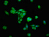 Immunofluorescence staining of HepG2 cells with CSB-PA857020EA01HU at 1:100, counter-stained with DAPI. The cells were fixed in 4% formaldehyde, permeabilized using 0.2% Triton X-100 and blocked in 10% normal Goat Serum. The cells were then incubated with the antibody overnight at 4°C. The secondary antibody was Alexa Fluor 488-congugated AffiniPure Goat Anti-Rabbit IgG (H+L) .