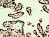 IHC image of CSB-PA878858LA01HU diluted at 1:300 and staining in paraffin-embedded human placenta tissue performed on a Leica BondTM system. After dewaxing and hydration, antigen retrieval was mediated by high pressure in a citrate buffer (pH 6.0) . Section was blocked with 10% normal goat serum 30min at RT. Then primary antibody (1% BSA) was incubated at 4°C overnight. The primary is detected by a biotinylated secondary antibody and visualized using an HRP conjugated SP system.