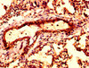 IHC image of CSB-PA002130LA01HU diluted at 1:300 and staining in paraffin-embedded human lung tissue performed on a Leica BondTM system. After dewaxing and hydration, antigen retrieval was mediated by high pressure in a citrate buffer (pH 6.0) . Section was blocked with 10% normal goat serum 30min at RT. Then primary antibody (1% BSA) was incubated at 4°C overnight. The primary is detected by a biotinylated secondary antibody and visualized using an HRP conjugated SP system.