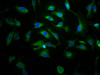 Immunofluorescence staining of U251 cells with CSB-PA22439A0Rb at 1:166, counter-stained with DAPI. The cells were fixed in 4% formaldehyde, permeabilized using 0.2% Triton X-100 and blocked in 10% normal Goat Serum. The cells were then incubated with the antibody overnight at 4°C. The secondary antibody was Alexa Fluor 488-congugated AffiniPure Goat Anti-Rabbit IgG (H+L) .