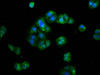 Immunofluorescence staining of HepG2 cells with CSB-PA22449A0Rb at 1:133, counter-stained with DAPI. The cells were fixed in 4% formaldehyde, permeabilized using 0.2% Triton X-100 and blocked in 10% normal Goat Serum. The cells were then incubated with the antibody overnight at 4°C. The secondary antibody was Alexa Fluor 488-congugated AffiniPure Goat Anti-Rabbit IgG (H+L) .