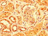 IHC image of CSB-PA614393LA01HU diluted at 1:500 and staining in paraffin-embedded human kidney tissue performed on a Leica BondTM system. After dewaxing and hydration, antigen retrieval was mediated by high pressure in a citrate buffer (pH 6.0) . Section was blocked with 10% normal goat serum 30min at RT. Then primary antibody (1% BSA) was incubated at 4°C overnight. The primary is detected by a biotinylated secondary antibody and visualized using an HRP conjugated SP system.