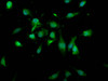 Immunofluorescence staining of U251 cells with CSB-PA614393LA01HU at 1:166, counter-stained with DAPI. The cells were fixed in 4% formaldehyde, permeabilized using 0.2% Triton X-100 and blocked in 10% normal Goat Serum. The cells were then incubated with the antibody overnight at 4°C. The secondary antibody was Alexa Fluor 488-congugated AffiniPure Goat Anti-Rabbit IgG (H+L) .
