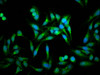 Immunofluorescence staining of Hela cells with CSB-PA768206LA01HU at 1:100, counter-stained with DAPI. The cells were fixed in 4% formaldehyde, permeabilized using 0.2% Triton X-100 and blocked in 10% normal Goat Serum. The cells were then incubated with the antibody overnight at 4°C. The secondary antibody was Alexa Fluor 488-congugated AffiniPure Goat Anti-Rabbit IgG (H+L) .