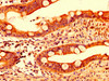 IHC image of CSB-PA842733LA01HU diluted at 1:500 and staining in paraffin-embedded human small intestine tissue performed on a Leica BondTM system. After dewaxing and hydration, antigen retrieval was mediated by high pressure in a citrate buffer (pH 6.0) . Section was blocked with 10% normal goat serum 30min at RT. Then primary antibody (1% BSA) was incubated at 4°C overnight. The primary is detected by a biotinylated secondary antibody and visualized using an HRP conjugated SP system.