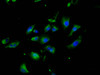 Immunofluorescence staining of U251 cells with CSB-PA873703LA01HU at 1:200, counter-stained with DAPI. The cells were fixed in 4% formaldehyde, permeabilized using 0.2% Triton X-100 and blocked in 10% normal Goat Serum. The cells were then incubated with the antibody overnight at 4°C. The secondary antibody was Alexa Fluor 488-congugated AffiniPure Goat Anti-Rabbit IgG (H+L) .