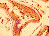 IHC image of CSB-PA896921LA01HU diluted at 1:300 and staining in paraffin-embedded human testis tissue performed on a Leica BondTM system. After dewaxing and hydration, antigen retrieval was mediated by high pressure in a citrate buffer (pH 6.0) . Section was blocked with 10% normal goat serum 30min at RT. Then primary antibody (1% BSA) was incubated at 4°C overnight. The primary is detected by a biotinylated secondary antibody and visualized using an HRP conjugated SP system.