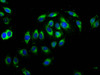 Immunofluorescence staining of A549 cells with CSB-PA623657LA01HU at 1:66, counter-stained with DAPI. The cells were fixed in 4% formaldehyde, permeabilized using 0.2% Triton X-100 and blocked in 10% normal Goat Serum. The cells were then incubated with the antibody overnight at 4°C. The secondary antibody was Alexa Fluor 488-congugated AffiniPure Goat Anti-Rabbit IgG (H+L) .
