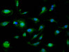 Immunofluorescence staining of U251 cells with CSB-PA743993LA01HU at 1:110, counter-stained with DAPI. The cells were fixed in 4% formaldehyde, permeabilized using 0.2% Triton X-100 and blocked in 10% normal Goat Serum. The cells were then incubated with the antibody overnight at 4°C. The secondary antibody was Alexa Fluor 488-congugated AffiniPure Goat Anti-Rabbit IgG (H+L) .