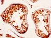 IHC image of CSB-PA819908LA01HU diluted at 1:290 and staining in paraffin-embedded human testis tissue performed on a Leica BondTM system. After dewaxing and hydration, antigen retrieval was mediated by high pressure in a citrate buffer (pH 6.0) . Section was blocked with 10% normal goat serum 30min at RT. Then primary antibody (1% BSA) was incubated at 4°C overnight. The primary is detected by a biotinylated secondary antibody and visualized using an HRP conjugated SP system.