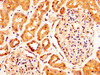 IHC image of CSB-PA819908LA01HU diluted at 1:290 and staining in paraffin-embedded human kidney tissue performed on a Leica BondTM system. After dewaxing and hydration, antigen retrieval was mediated by high pressure in a citrate buffer (pH 6.0) . Section was blocked with 10% normal goat serum 30min at RT. Then primary antibody (1% BSA) was incubated at 4°C overnight. The primary is detected by a biotinylated secondary antibody and visualized using an HRP conjugated SP system.