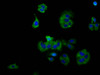 Immunofluorescence staining of HepG2 cells with CSB-PA819908LA01HU at 1:130, counter-stained with DAPI. The cells were fixed in 4% formaldehyde, permeabilized using 0.2% Triton X-100 and blocked in 10% normal Goat Serum. The cells were then incubated with the antibody overnight at 4°C. The secondary antibody was Alexa Fluor 488-congugated AffiniPure Goat Anti-Rabbit IgG (H+L) .