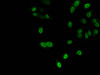 Immunofluorescent analysis of Hela cells using CSB-PA010418PA09nacHU at dilution of 1:100 and Alexa Fluor 488-congugated AffiniPure Goat Anti-Rabbit IgG (H+L)