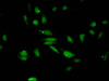Immunofluorescent analysis of Hela cells using CSB-PA010418OA27me2HU at dilution of 1:100 and Alexa Fluor 488-congugated AffiniPure Goat Anti-Rabbit IgG (H+L)