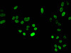 Immunofluorescent analysis of Hela cells using CSB-PA010429PA03nme1HU at dilution of 1:100 and Alexa Fluor 488-congugated AffiniPure Goat Anti-Rabbit IgG (H+L)