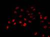 Immunofluorescent analysis of Hela cells using CSB-PA010418OA23nacHU at dilution of 1:100 and Cy3-congugated Goat Anti-Rabbit IgG