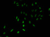Immunofluorescent analysis of Hela cells using CSB-PA010418PA28nacHU at dilution of 1:100 and Alexa Fluor 488-congugated AffiniPure Goat Anti-Rabbit IgG (H+L) Immunofluorescent analysis of Hela cells using CSB-PA010418PA28nacHU at dilution of 1:100 and Alexa Fluor 488-congugated AffiniPure Goat Anti-Rabbit IgG (H+L)