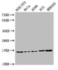 Western Blot<br />
 Positive WB detected in: NIH/3T3 cell acid extracts, Hela cell acid extracts, A549 cell acid extracts, PC-3 cell acid extracts, HEK293 cell acid extracts<br />
 All lanes: HIST1H3A antibody at 2µg/ml<br />
 Secondary<br />
 Goat polyclonal to rabbit IgG at 1/50000 dilution<br />
 Predicted band size: 16 kDa<br />
 Observed band size: 16 kDa<br />