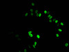 Immunofluorescent analysis of Hela cells using CSB-PA010418PA27nme3HU at dilution of 1:100 and Alexa Fluor 488-congugated AffiniPure Goat Anti-Rabbit IgG (H+L)
