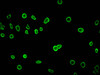 Immunofluorescent analysis of Hela cells using CSB-PA010429OA08nacHU at dilution of 1:100 and Alexa Fluor 488-congugated AffiniPure Goat Anti-Rabbit IgG (H+L)
