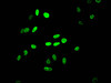 Immunofluorescent analysis of Hela cells using CSB-PA010429PA12nacHU at dilution of 1:100 and Alexa Fluor 488-congugated AffiniPure Goat Anti-Rabbit IgG (H+L)
