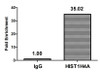 Chromatin Immunoprecipitation Hela (4*10<sup>6</sup>) were treated with Micrococcal Nuclease, sonicated, and immunoprecipitated with 8µg anti-HIST1H4A (CSB-PA010429PA12nacHU) or a control normal rabbit IgG. The resulting ChIP DNA was quantified using real-time PCR with primers against the β-Globin promoter.