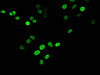 Immunofluorescent analysis of Hela cells using CSB-PA010418OA17nme2HU at dilution of 1:100 and Alexa Fluor 488-congugated AffiniPure Goat Anti-Rabbit IgG (H+L)