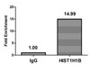 Chromatin Immunoprecipitation Hela (4*10<sup>6</sup>, treated with 100nM calyculin A for 60min) were treated with Micrococcal Nuclease, sonicated, and immunoprecipitated with 5µg anti-HIST1H1B (CSB-PA010377PA154phHU) or a control normal rabbit IgG. The resulting ChIP DNA was quantified using real-time PCR with primers against the β-Globin promoter. Chromatin Immunoprecipitation Hela (4*10<sup>6</sup>, treated with 100nM calyculin A for 60min) were treated with Micrococcal Nuclease, sonicated, and immunoprecipitated with 5µg anti-HIST1H1B (CSB-PA010377PA154phHU) or a control normal rabbit IgG. The resulting ChIP DNA was quantified using real-time PCR with primers against the β-Globin promoter.