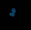 Immunofluorescence staining of HepG2 cells with CSB-PA010377PA154phHU at 1:100, counter-stained with DAPI. The cells were fixed in 4% formaldehyde, permeabilized using 0.2% Triton X-100 and blocked in 10% normal Goat Serum. The cells were then incubated with the antibody overnight at 4°C. The secondary antibody was Alexa Fluor 488-congugated AffiniPure Goat Anti-Rabbit IgG (H+L) .