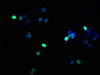 Immunofluorescence staining of HepG2 cells with CSB-PA010377PA17phHU at 1:100, counter-stained with DAPI. The cells were fixed in 4% formaldehyde, permeabilized using 0.2% Triton X-100 and blocked in 10% normal Goat Serum. The cells were then incubated with the antibody overnight at 4°C. The secondary antibody was Alexa Fluor 488-congugated AffiniPure Goat Anti-Rabbit IgG (H+L) .