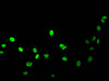 Immunofluorescent analysis of HepG2 cells (sodium butyrate, 30 mM, 4h) using CSB-PA010377PA16acHU at dilution of 1:100 and Alexa Fluor 488-congugated AffiniPure Goat Anti-Rabbit IgG (H+L)
