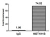 Chromatin Immunoprecipitation Hela (4*10<sup>6</sup>, treated with 30mM sodium butyrate for 4h) were treated with Micrococcal Nuclease, sonicated, and immunoprecipitated with 8µg anti-HIST1H1B (CSB-PA010377PA16acHU) or a control normal rabbit IgG. The resulting ChIP DNA was quantified using real-time PCR with primers against the β-Globin promoter.