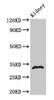 Western Blot<br />
 Positive WB detected in: Rat kidney tissue<br />
 All lanes: HIST1H1B antibody at 1µg/ml<br />
 Secondary<br />
 Goat polyclonal to rabbit IgG at 1/50000 dilution<br />
 Predicted band size: 23 kDa<br />
 Observed band size: 32 kDa<br />
