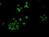 Immunofluorescent analysis of HepG2 cells using CSB-PA010377PA188phHU at dilution of 1:100 and Alexa Fluor 488-congugated AffiniPure Goat Anti-Rabbit IgG (H+L)