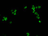 Immunofluorescent analysis of MCF-7 cells using CSB-PA010380PA16me2HU at dilution of 1:100 and Alexa Fluor 488-congugated AffiniPure Goat Anti-Rabbit IgG (H+L)