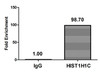 Chromatin Immunoprecipitation Hela (4*10<sup>6</sup>) were treated with Micrococcal Nuclease, sonicated, and immunoprecipitated with 8µg anti-HIST1H1C (CSB-PA010378PA16nacHU) or a control normal rabbit IgG. The resulting ChIP DNA was quantified using real-time PCR with primers against the β-Globin promoter.