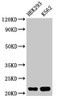 Western Blot<br />
 Positive WB detected in: HEK293 whole cell lysate, K562 whole cell lysate<br />
 All lanes: HIST1H1E antibody at 0.5µg/ml<br />
 Secondary<br />
 Goat polyclonal to rabbit IgG at 1/50000 dilution<br />
 Predicted band size: 22 kDa<br />
 Observed band size: 22 kDa<br />