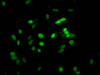 Immunofluorescent analysis of Hela cells using CSB-PA010380PA16nacHU at dilution of 1:100 and Alexa Fluor 488-congugated AffiniPure Goat Anti-Rabbit IgG (H+L)