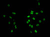 Immunofluorescent analysis of Hela cells using CSB-PA010378PA96nacHU at dilution of 1:100 and Alexa Fluor 488-congugated AffiniPure Goat Anti-Rabbit IgG (H+L)