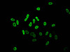 Immunofluorescent analysis of Hela cells (sodium butyrate, 30 mM, 4h) using CSB-PA010389PA36acHU at dilution of 1:100 and Alexa Fluor 488-congugated AffiniPure Goat Anti-Rabbit IgG (H+L)