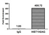 Chromatin Immunoprecipitation Hela (4*10<sup>6</sup>, treated with 30mM sodium butyrate for 4h) were treated with Micrococcal Nuclease, sonicated, and immunoprecipitated with 8µg anti-HIST1H2AG (CSB-PA010389PA36acHU) or a control normal rabbit IgG. The resulting ChIP DNA was quantified using real-time PCR with primers against the β-Globin promoter.