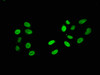 Immunofluorescence staining of Hela cells with CSB-PA010389PA119ncrHU at 1:5, counter-stained with DAPI. The cells were fixed in 4% formaldehyde, permeabilized using 0.2% Triton X-100 and blocked in 10% normal Goat Serum. The cells were then incubated with the antibody overnight at 4°C. The secondary antibody was Alexa Fluor 488-congugated AffiniPure Goat Anti-Rabbit IgG (H+L) .