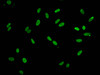 Immunofluorescent analysis of Hela cells using CSB-PA010389PA95nforHU at dilution of 1:100 and Alexa Fluor 488-congugated AffiniPure Goat Anti-Rabbit IgG (H+L)