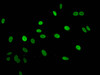 Immunofluorescent analysis of Hela cells using CSB-PA010389PA125ncrHU at dilution of 1:100 and Alexa Fluor 488-congugated AffiniPure Goat Anti-Rabbit IgG (H+L)