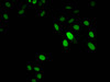 Immunofluorescent analysis of Hela cells using CSB-PA010379PA146nphHU at dilution of 1:100 and Alexa Fluor 488-congugated AffiniPure Goat Anti-Rabbit IgG (H+L)