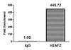 Chromatin Immunoprecipitation Hela (4*10<sup>6</sup>, treated with 30mM sodium butyrate for 4h) were treated with Micrococcal Nuclease, sonicated, and immunoprecipitated with 5µg anti-H2AFZ (CSB-PA010100OA04acHU) or a control normal rabbit IgG. The resulting ChIP DNA was quantified using real-time PCR with primers against the β-Globin promoter.