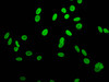 Immunofluorescence staining of Hela cells with CSB-PA010100OA04nacHU at 1:10, counter-stained with DAPI. The cells were fixed in 4% formaldehyde, permeabilized using 0.2% Triton X-100 and blocked in 10% normal Goat Serum. The cells were then incubated with the antibody overnight at 4°C. The secondary antibody was Alexa Fluor 488-congugated AffiniPure Goat Anti-Rabbit IgG (H+L) .