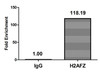 Chromatin Immunoprecipitation Hela (4*10<sup>6</sup>) were treated with Micrococcal Nuclease, sonicated, and immunoprecipitated with 5µg anti-H2AFZ (CSB-PA010100OA04nacHU) or a control normal rabbit IgG. The resulting ChIP DNA was quantified using real-time PCR with primers against the β-Globin promoter.